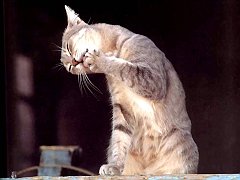 Gatti (169)